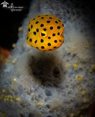A Ostracion cubicus (Linnaeus, 1758) | Yellow Boxfish Juvenile 