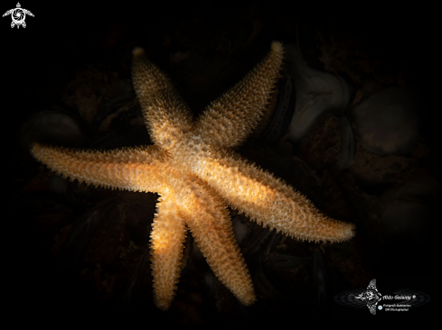 A Allostichaster capensis (Perrier, 1875)  | 6 Armed Starfish