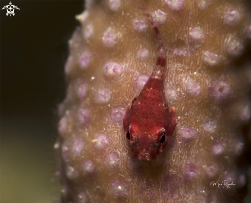 A Red Clingfish