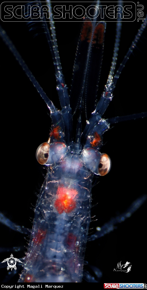 Portrait Larva Banded coral Shrimp 
