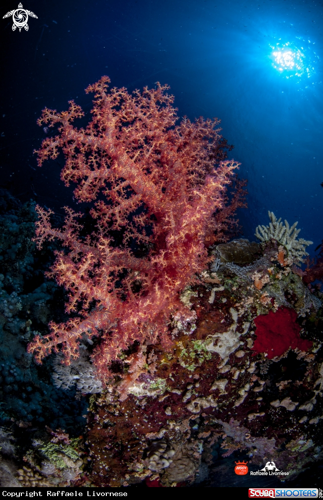 Soft coral for soft colors