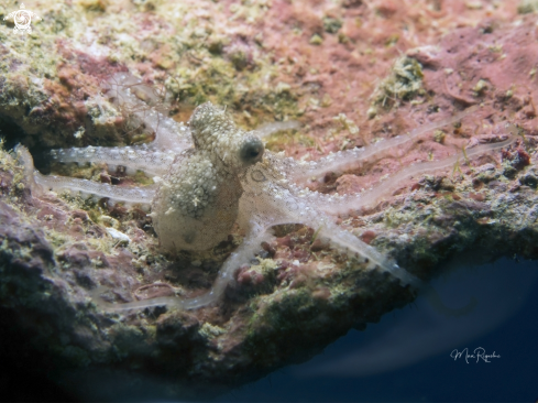 A Two Spot Octopus