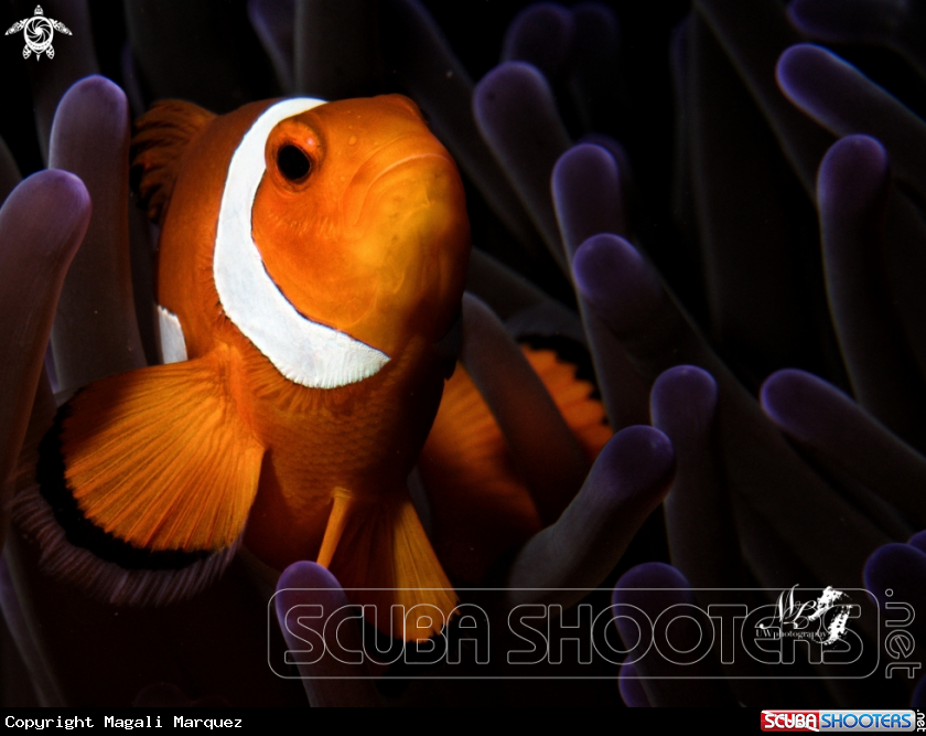 Clownfish with Retra snoot 