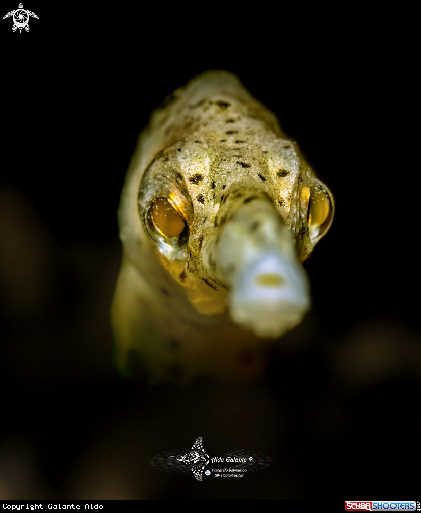 A Longsnout stick pipefish 