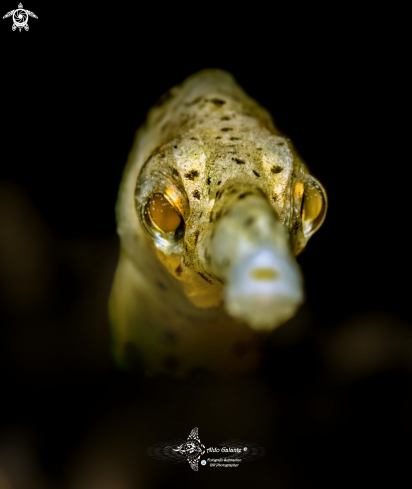 A Trachyrhamphus bicoarctatus (Bleeker, 1857)  | Longsnout stick pipefish 