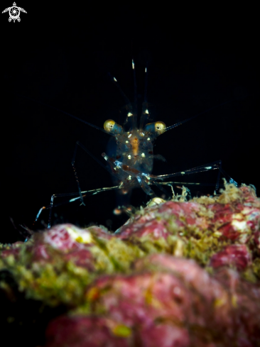 A Urocaridella sp.  | Glass Cleaner Shrimp