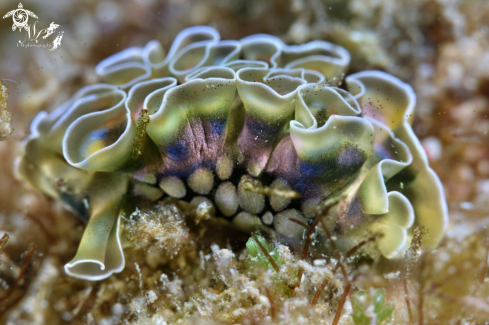 A Elysia crispata | Lettuce sea slug 