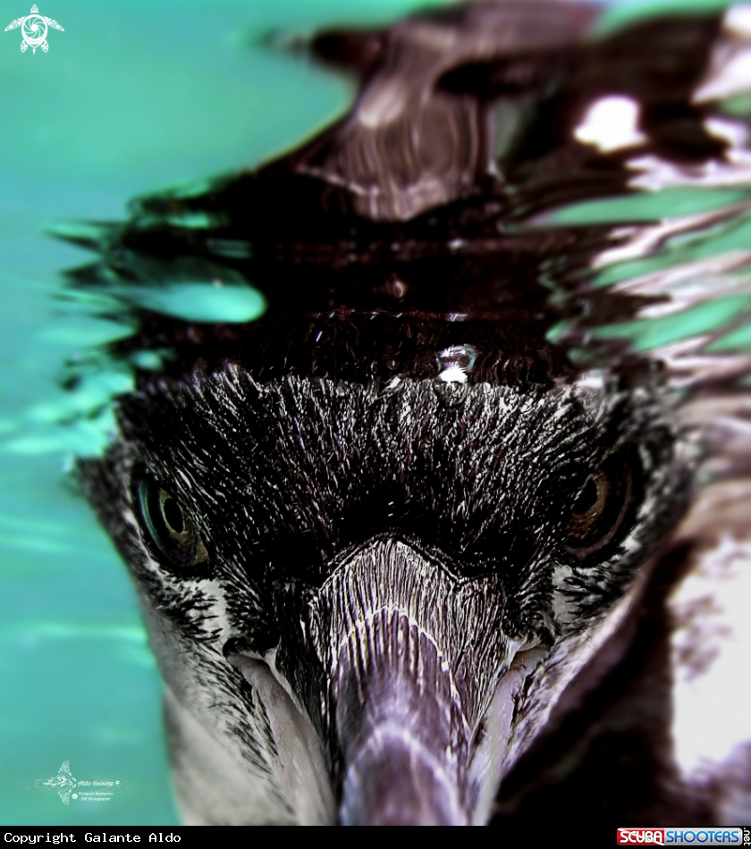 Penguin Sight