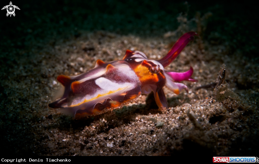 Pfeffer's flamboyant cuttlefish