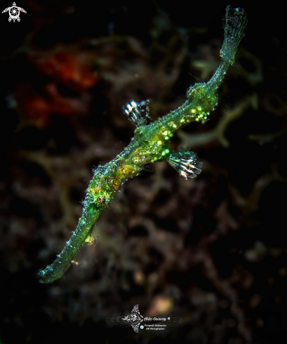 A Blue-finned Ghost Pipefish 