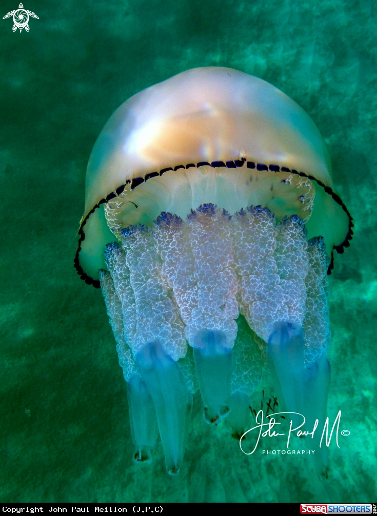 Barrel jellyfish 