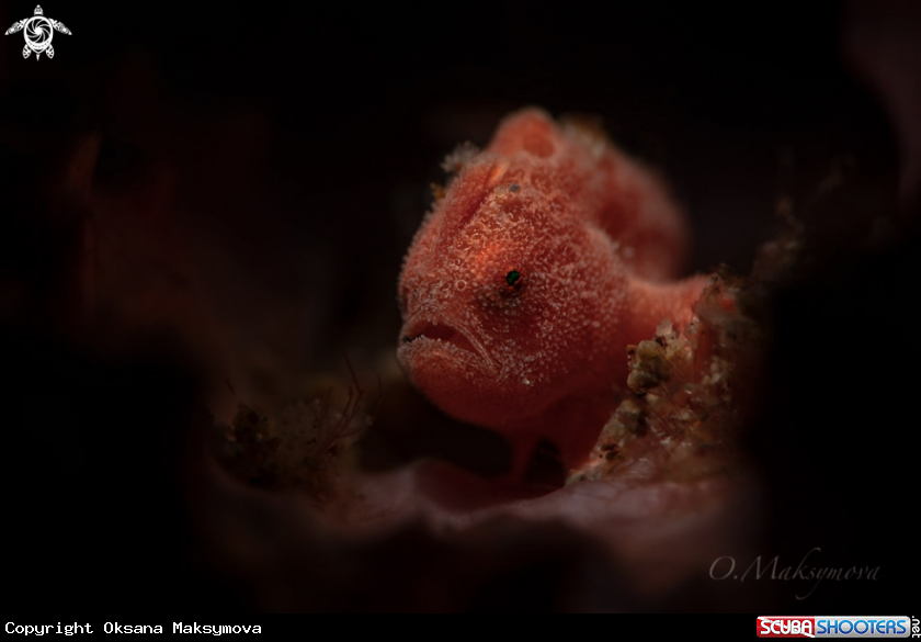 Tiny frogfish  (Antennarius pictus)
