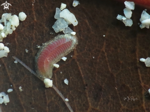 A Family: Polynoidae | Scale Worm