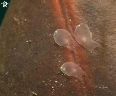 A Amphiscolops sp. | Ghost Flatworms