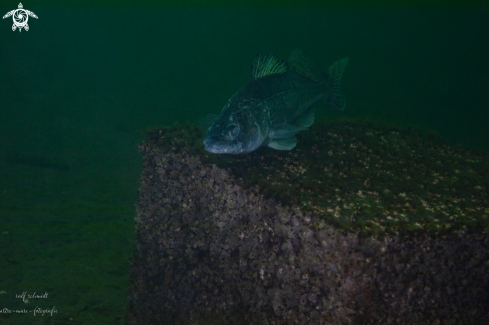 A lakefish | lake