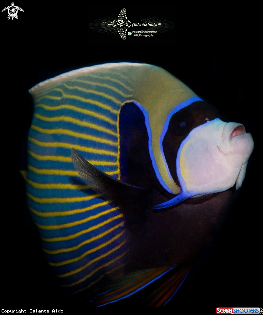 A Adult Emperor Angelfish