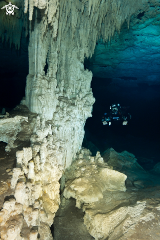 A Nohoch Nah Chich | cave diving