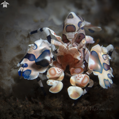 A Harlequin shrimp (Hymenocera picta) 