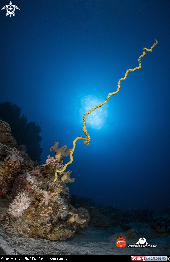 Whip coral in the sun