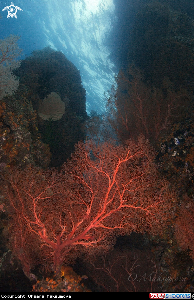 Amazing beauty of the underwater world