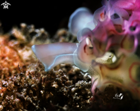 A Elysia crispata | Lettuce sea slug 