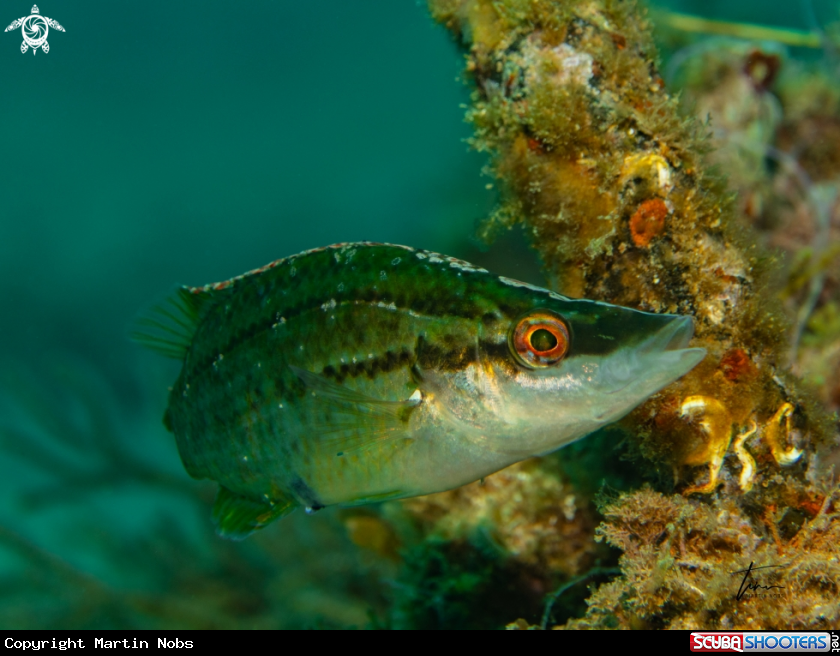 A Longsnouted Lippfish