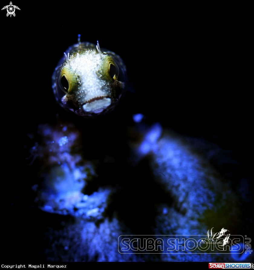 Spinyhead blenny  with Retra snoot 