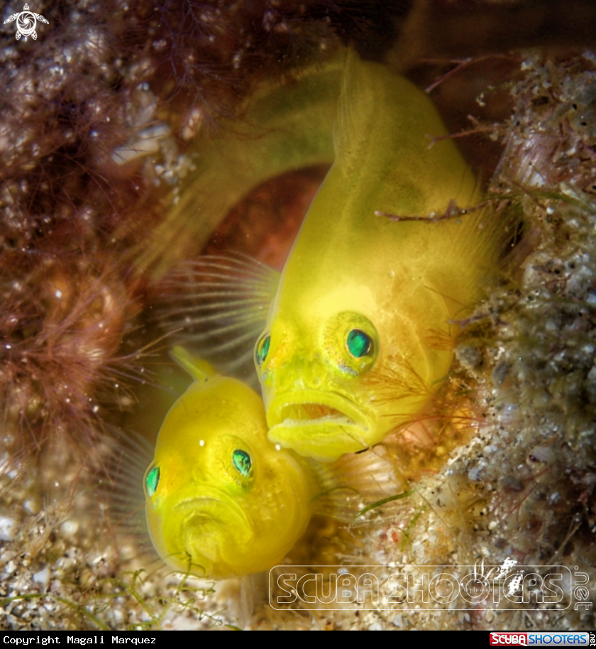 Couples yellow Goby 
