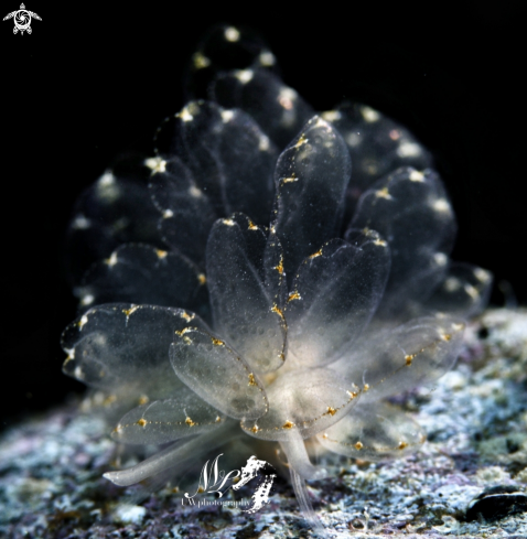 A Cyerce sp. | Butterfly nudibranch 