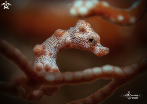 Pygmy Seahorse Denise