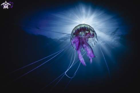 A Pelagia Noctiluca | Luminescent jelly