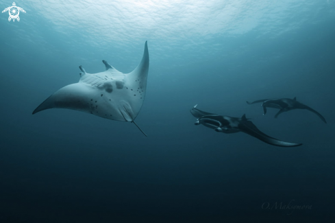 Manta Rays in the blue of Indian Ocean