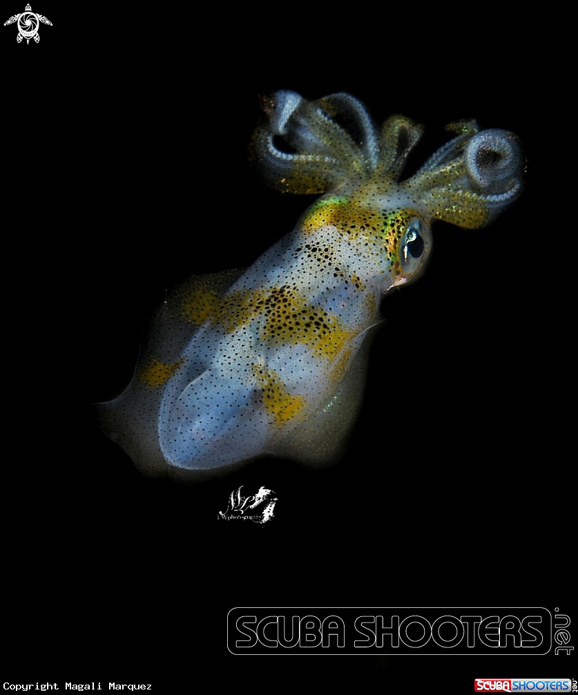 Squid night diving 