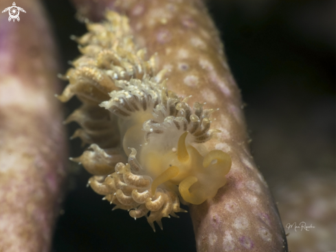 A Pauleo jubatus | White-Speckled Nudibranch