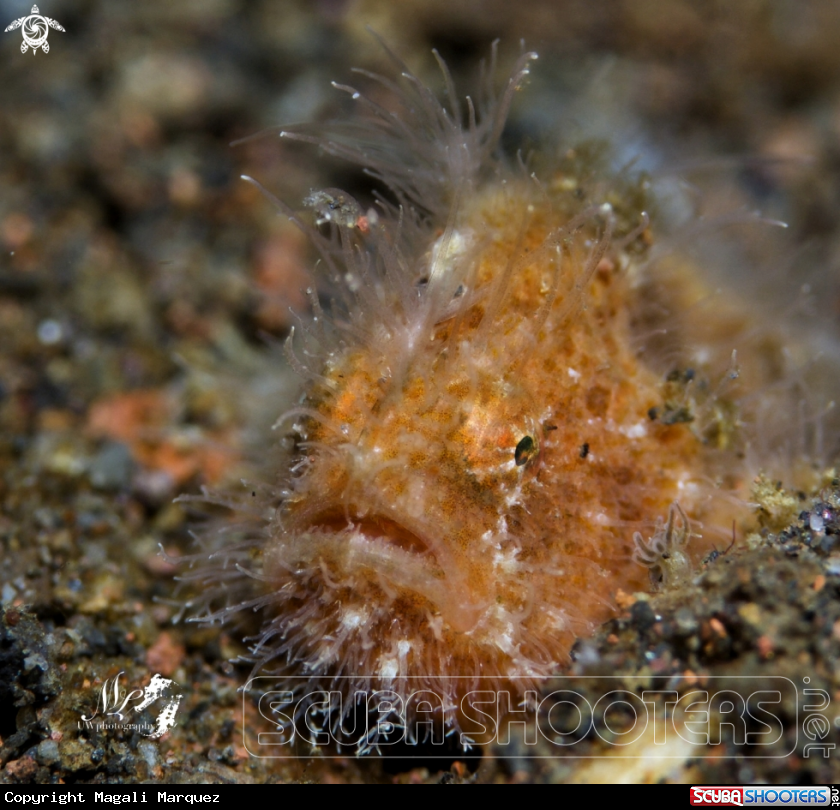 Hairy frogfish 