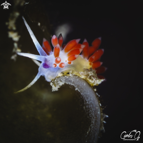 A Calmella Cavolini | Nudibranch