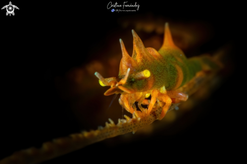 A Miropandalus hardingi  | Dragon shrimp