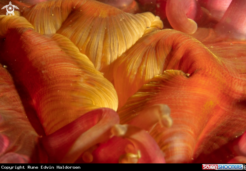 Sea anemone 