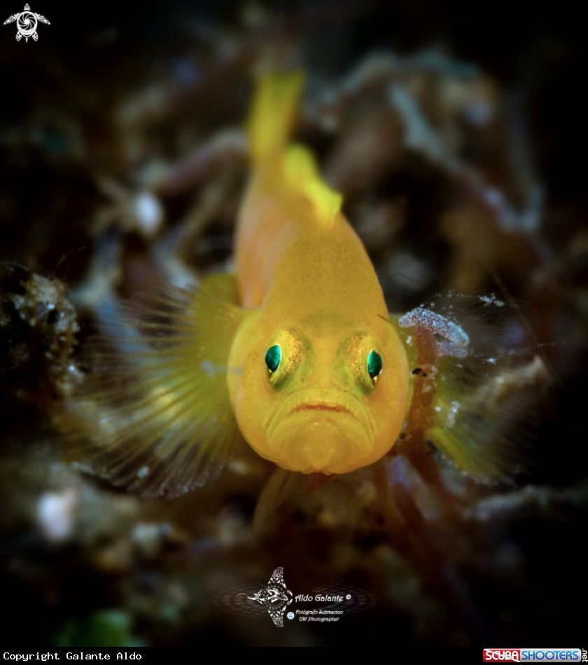 Yellow Goby Front