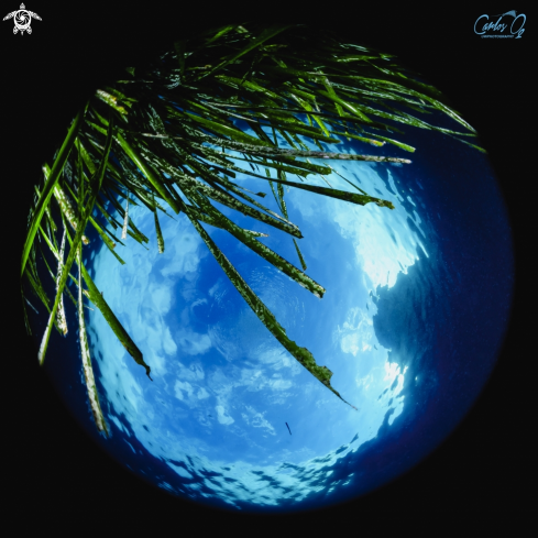 A Posidonia oceanica | Neptune grass