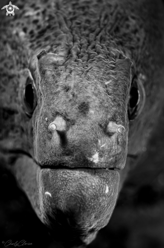 A Gymnothorax javanicus | Giant Moray