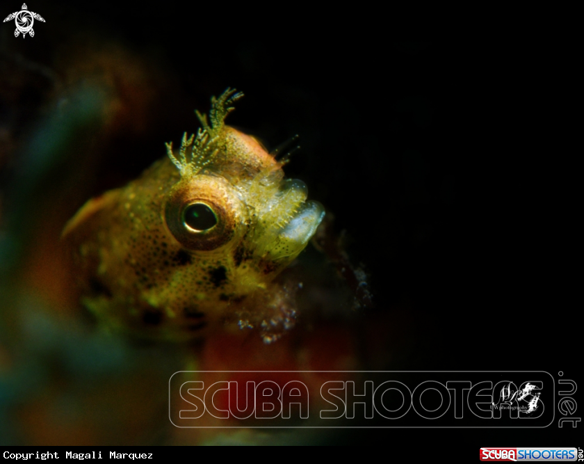 Blenny  with Retra snoot 