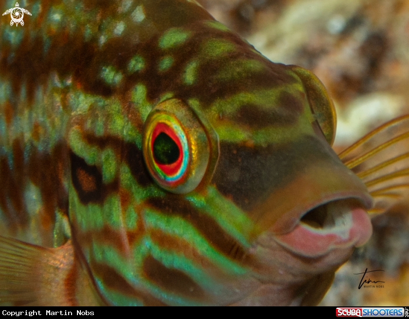 A Five-spot Lipfish