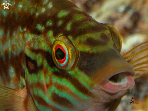 A Five-spot Lipfish