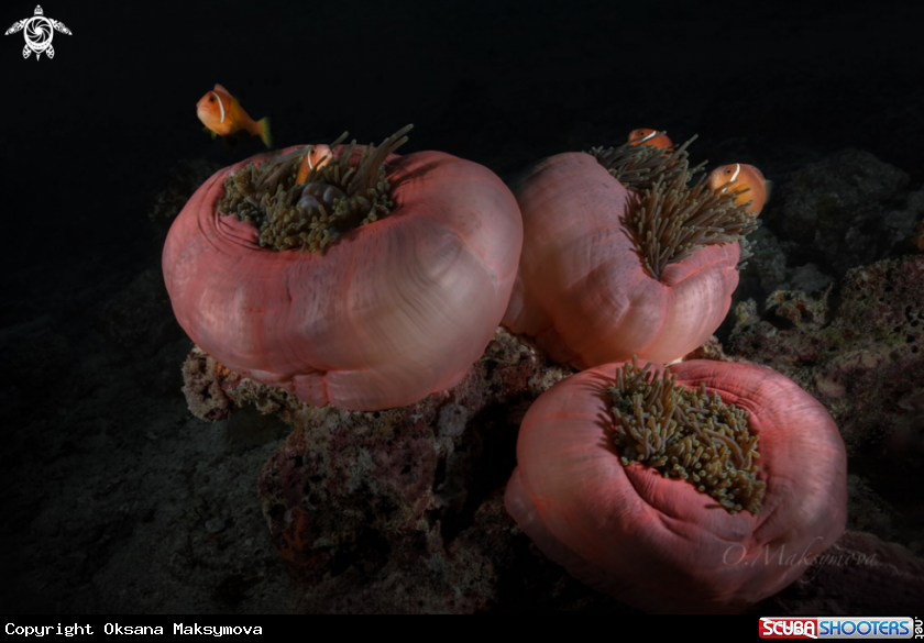 Anemone fishes (Amphiprion nigripes) symbiotic mutualisms with sea anemones (Heteractis magnifica)