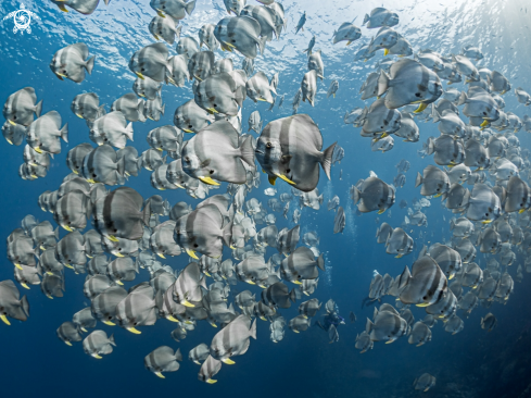 A Platax teira | Longfin Batfish 