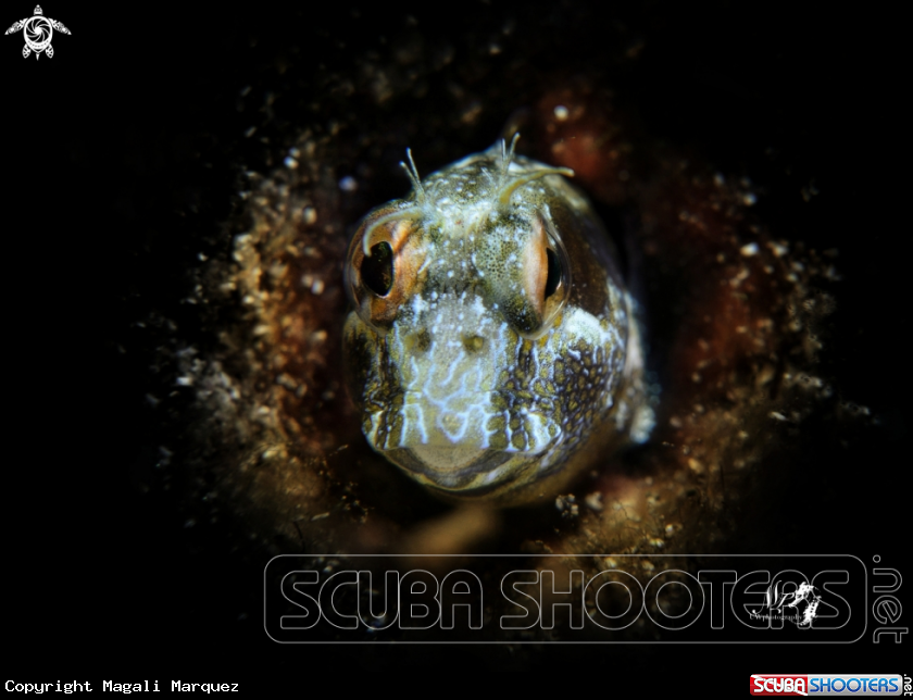 Seaweed blenny  with Retra snoot 