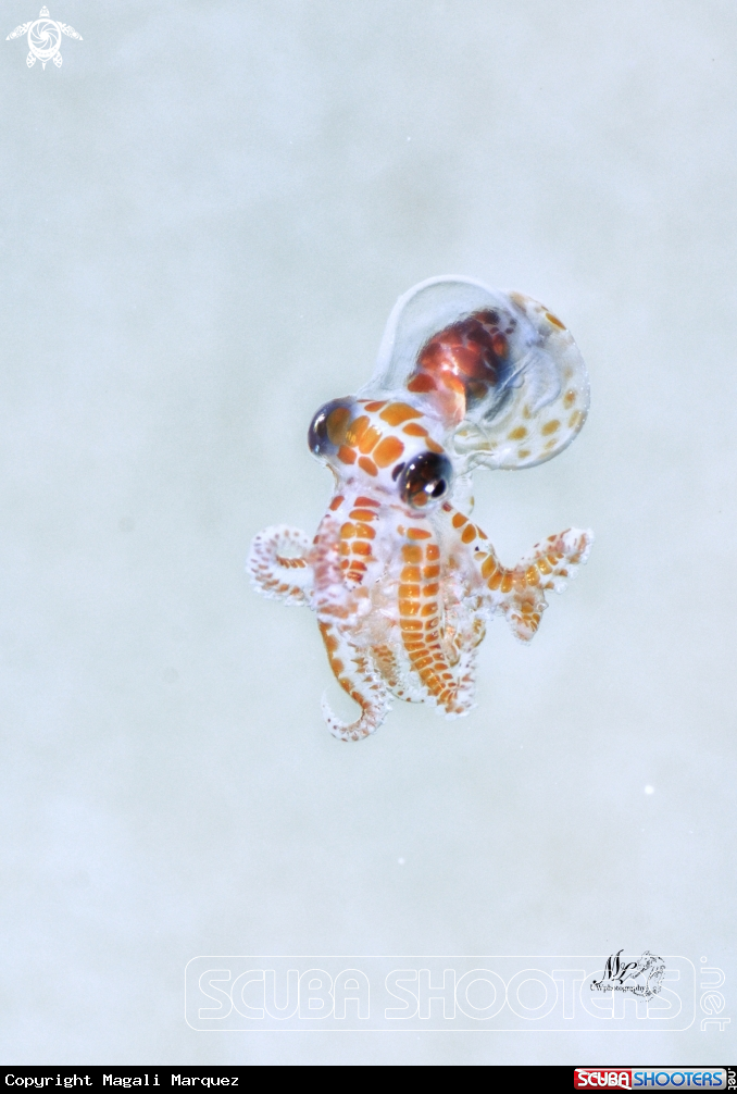 Octopus Larvae