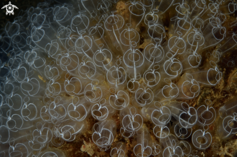A Clavelina lepadiformis | Tunicate