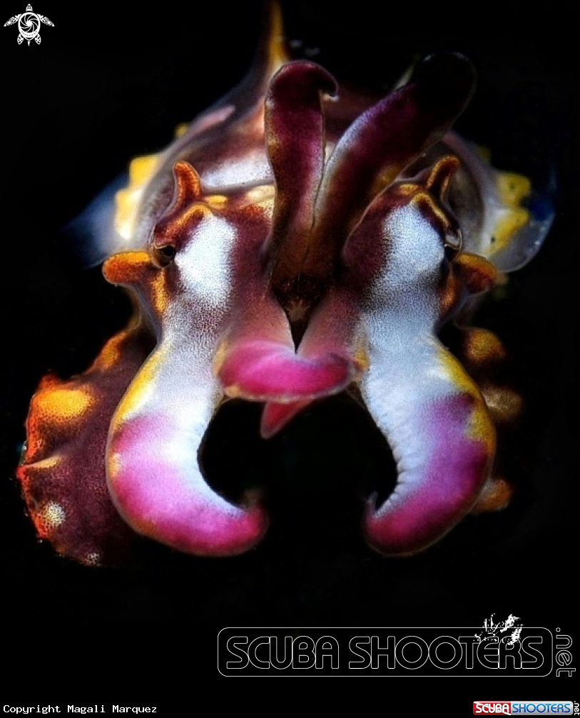 Portrait Flamboyant cuttlefish 